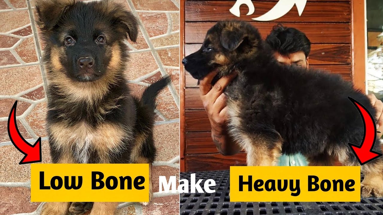 How to make a German Shepherd heavy bone from low bone ...
