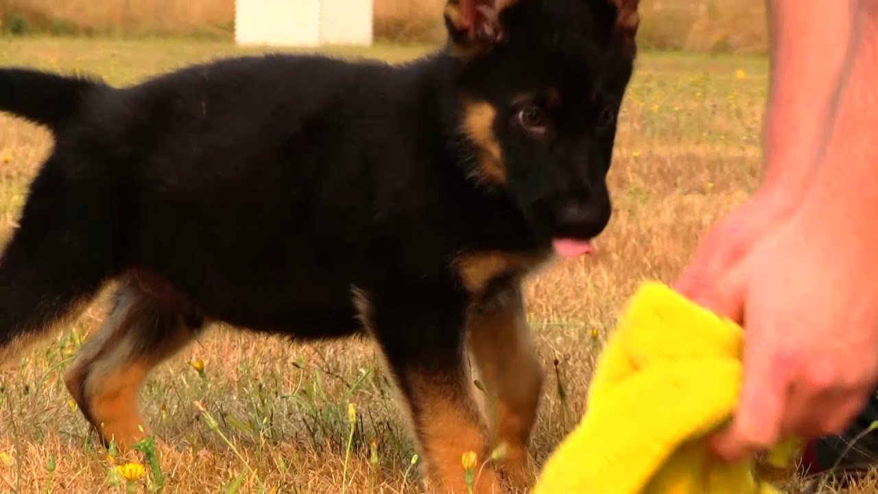 How to play with your German Shepherd puppy!