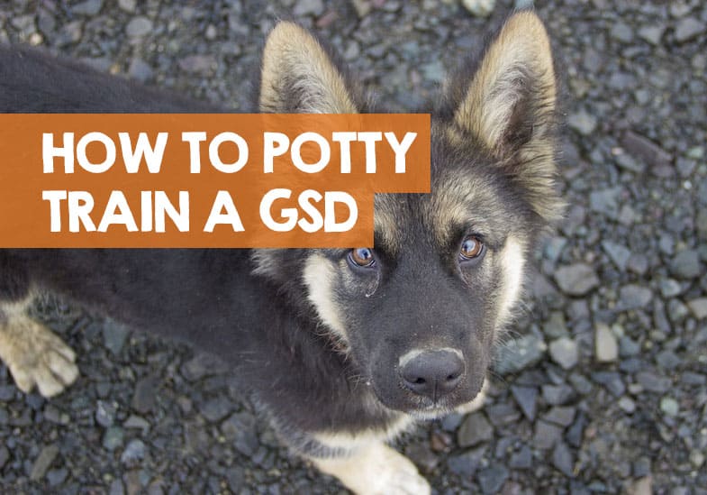 How to Potty Train a German Shepherd Puppy [9 Easy Steps]