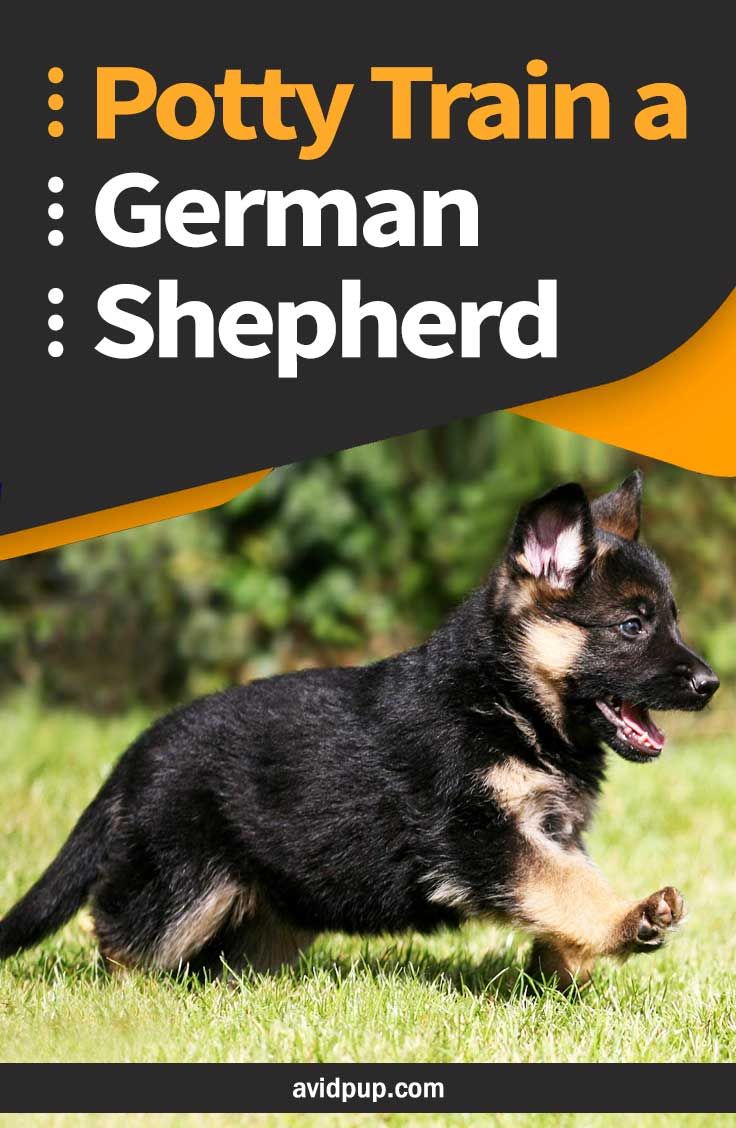 How to Potty Train a German Shepherd Puppy #pottytraining ...