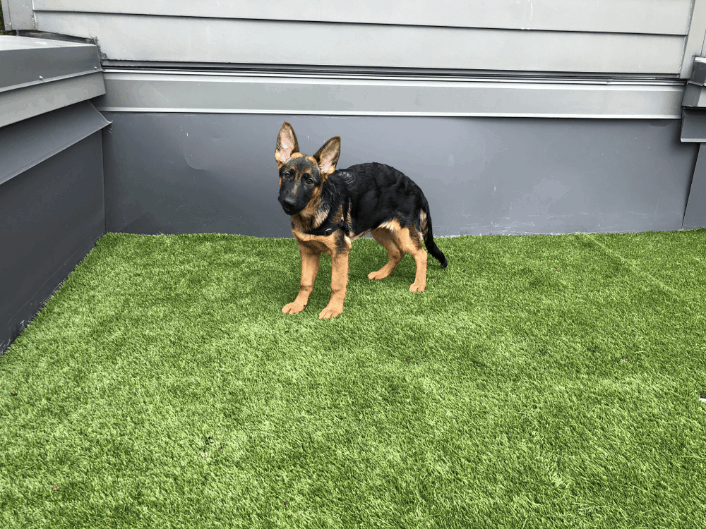 How To Potty Train a German Shepherd Puppy The Fastest Way ...