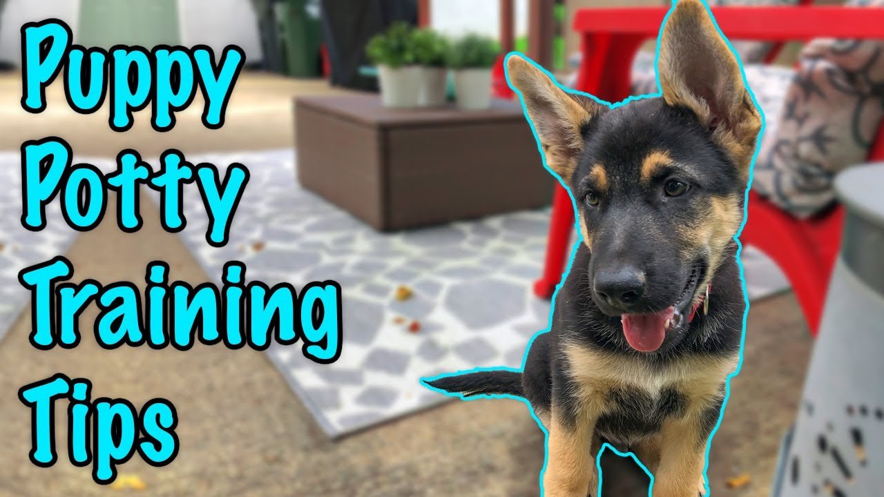 How to Potty Train a German Shepherd Puppy!