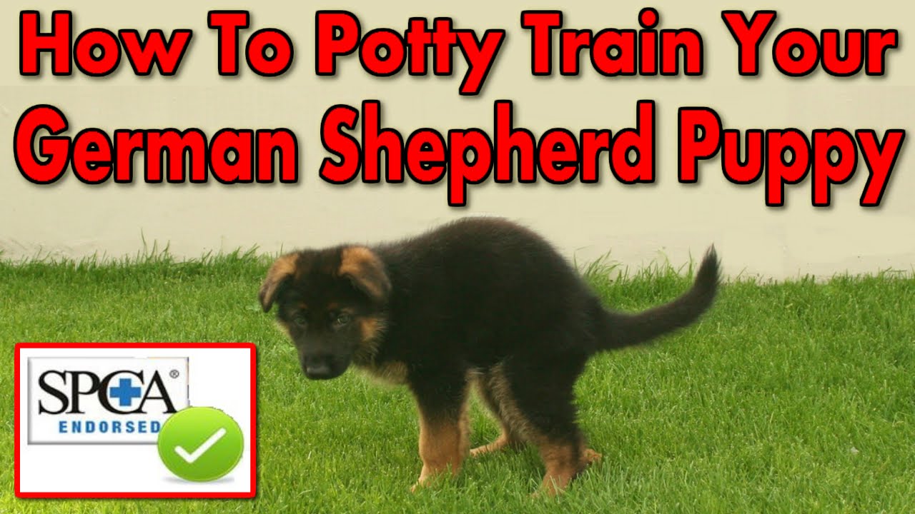 How To Potty Train Your German Shepherd Club German Shepherd
