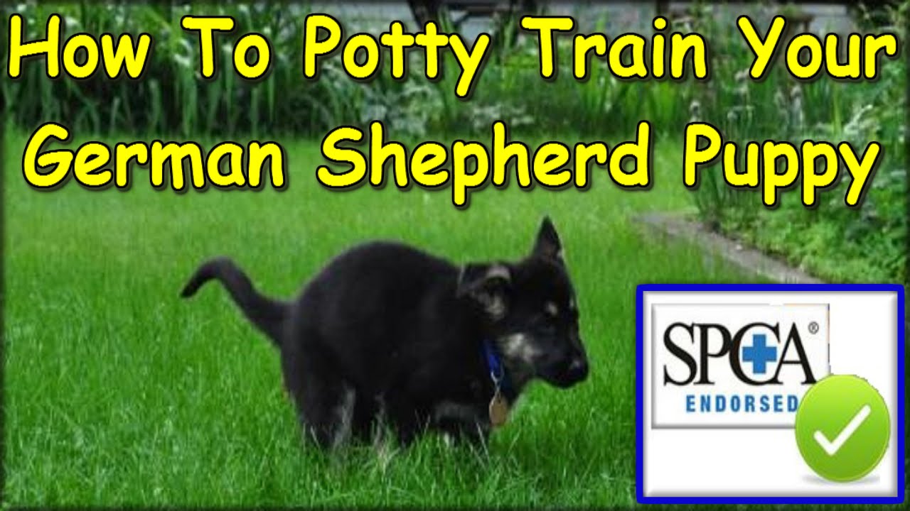How To Potty Train My German Shepherd Puppy START ...