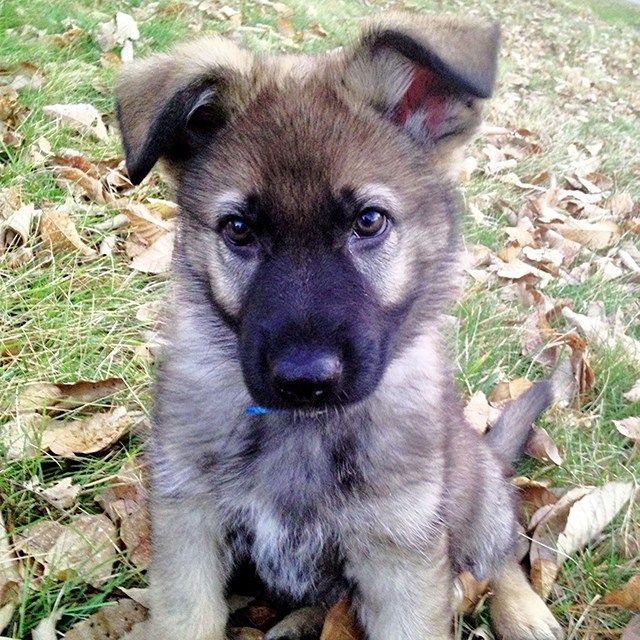 How to socialize your German shepherd puppy