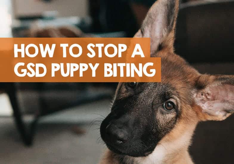 How to Stop a German Shepherd Biting: 12 Methods to Stop Puppy Bites
