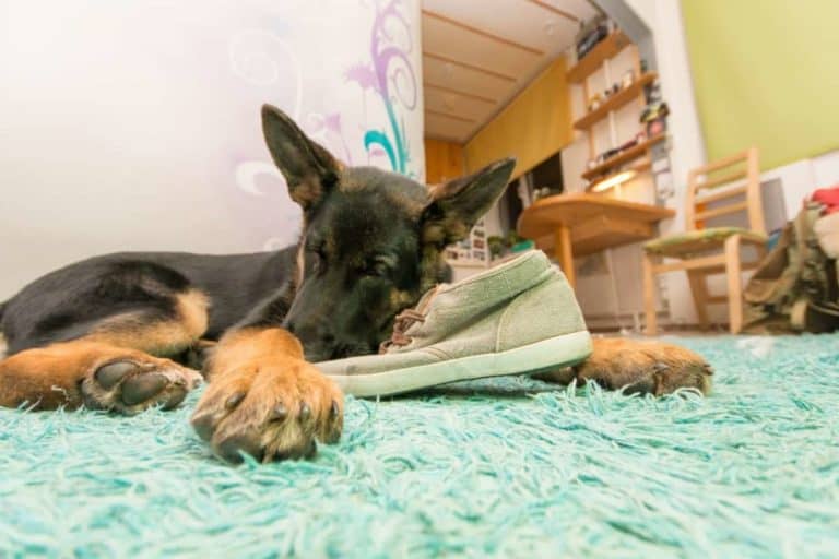 How to Stop a German Shepherd From Chewing: 8 Steps That ...