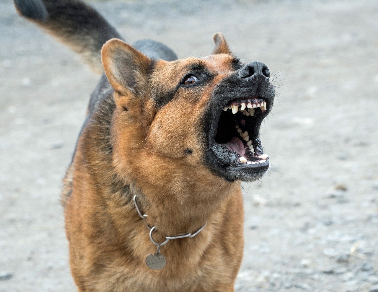 How To Stop A German Shepherd From Excessive Barking