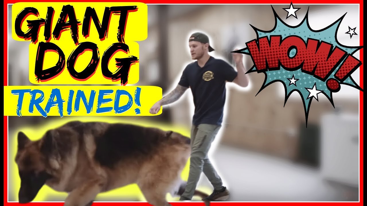 How to Stop a German Shepherd from pulling on the leash ...
