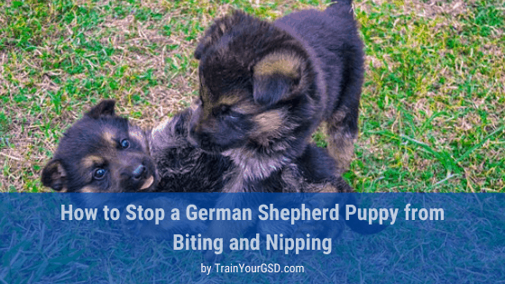 How To Stop A German Shepherd Puppy From Biting & Nipping ...