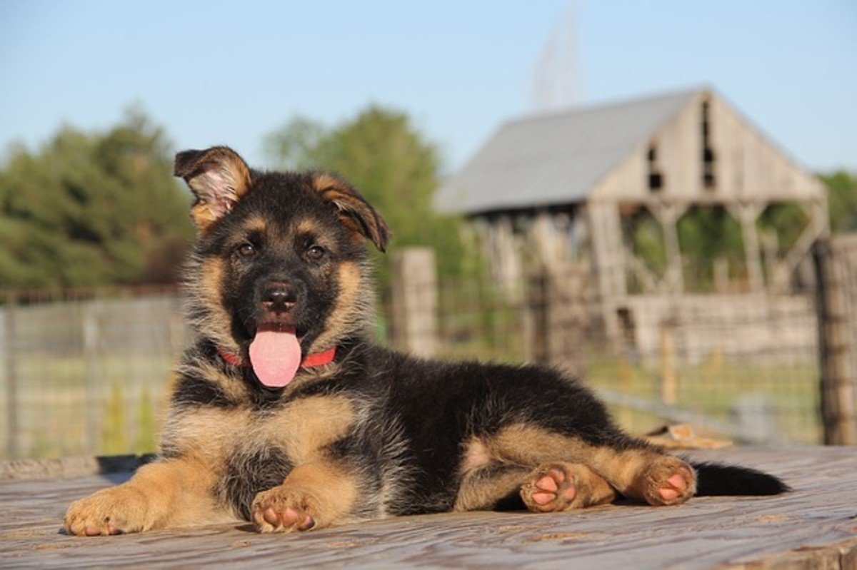 How to Stop a German Shepherd Puppy From Biting (With ...