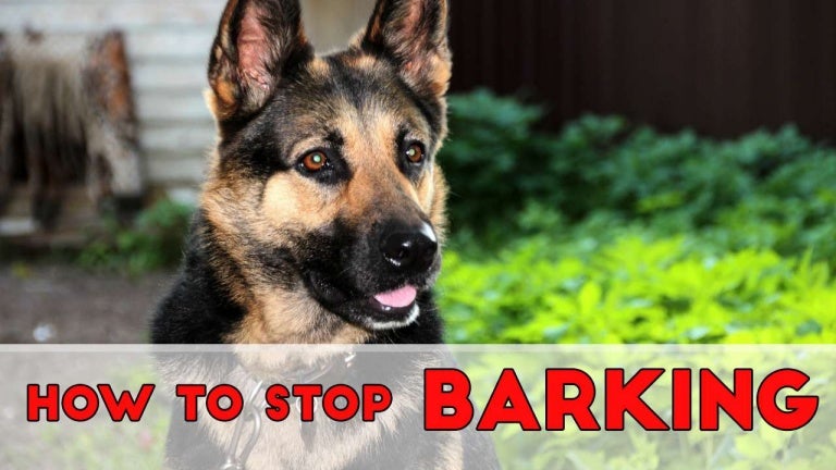 How to stop Barking for German Shepherds