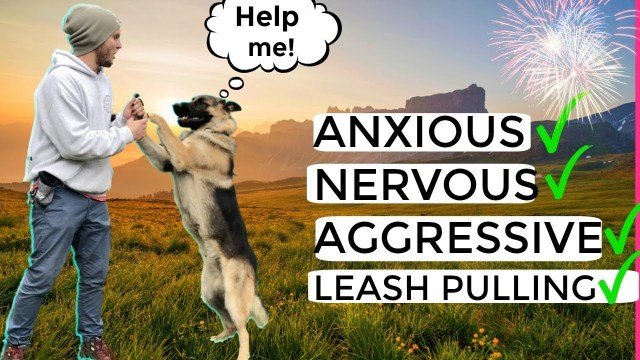 How to stop Dog Anxiety, Aggression, Pulling on the leash ...
