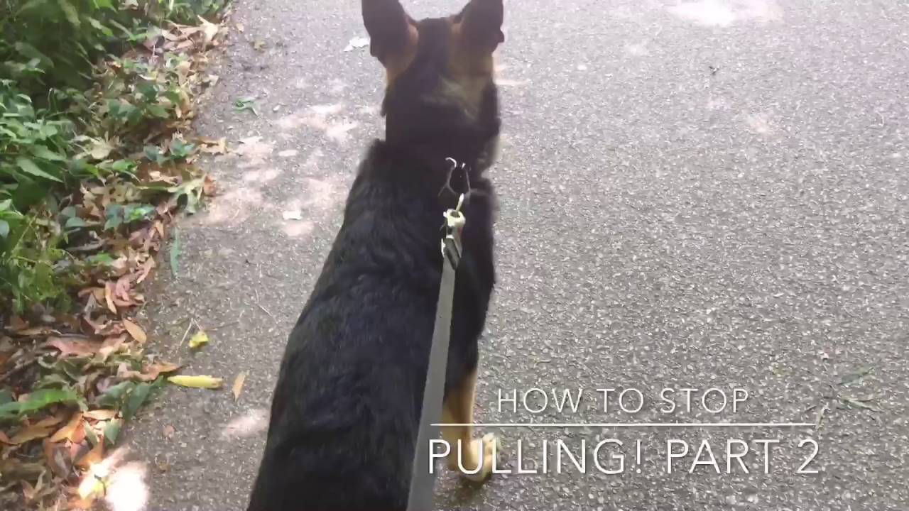 How to Stop Dog from pulling Part 2 Response Video German ...
