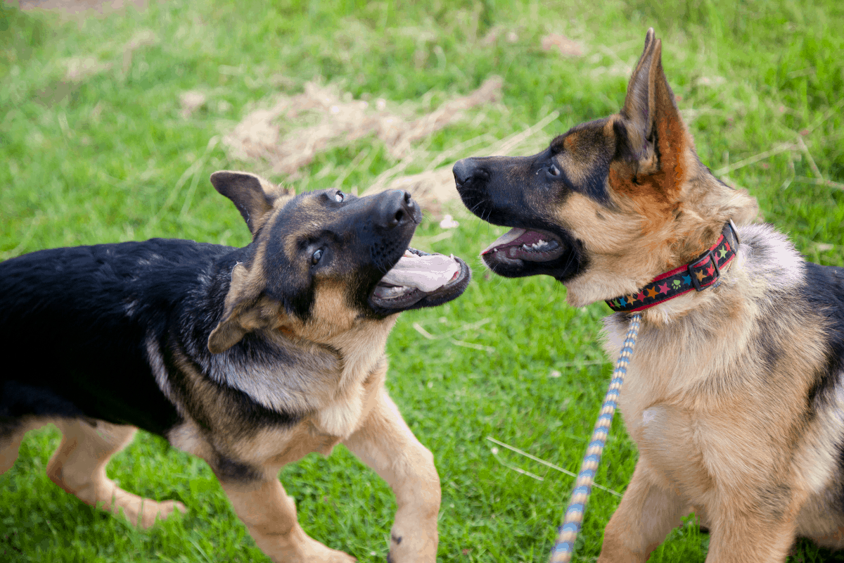 How to Stop German Shepherd Puppy Biting: Do