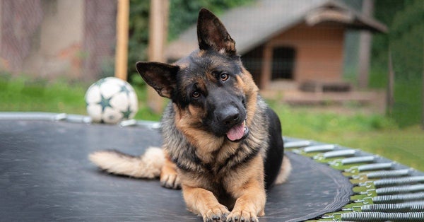 How To Stop Your Dog From Whining  German Shepherd Shop