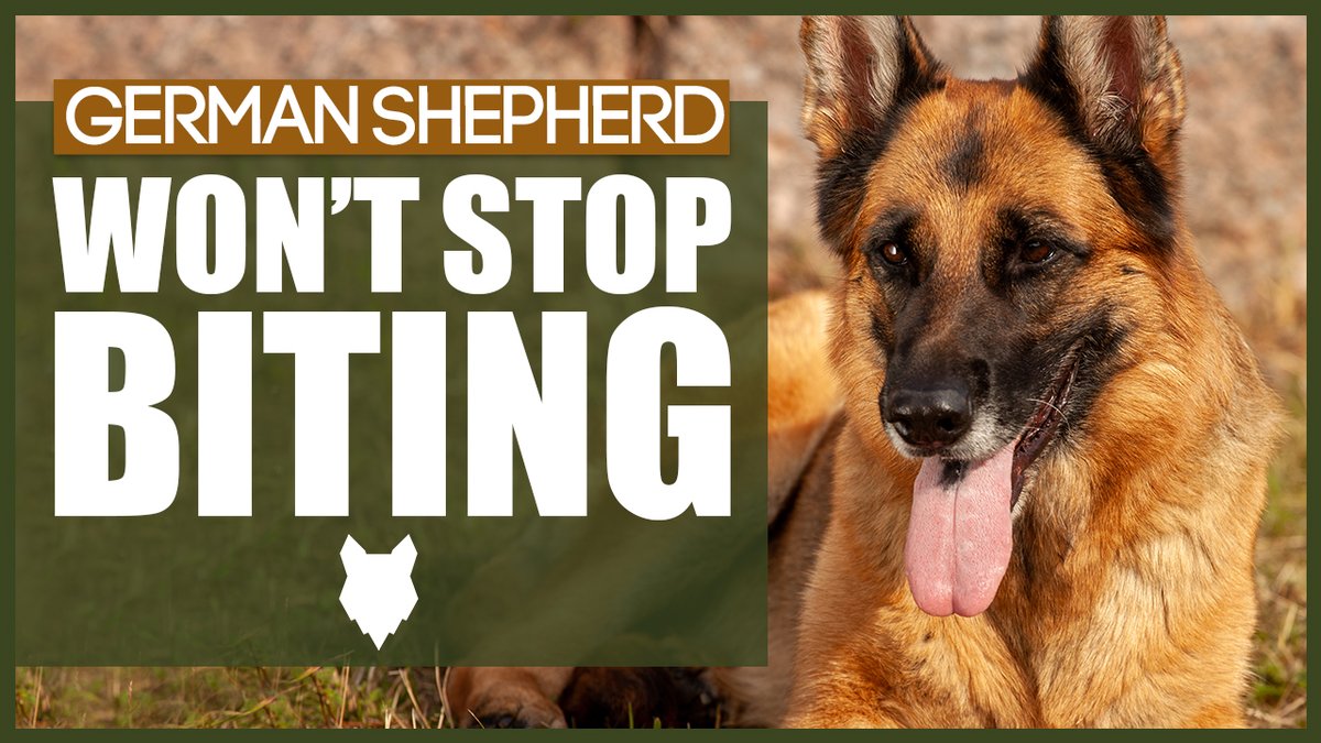How To Stop Your GERMAN SHEPHERD BITING  Fenrir Canine ...