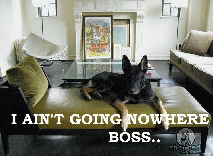 How To Stop Your GSD From Ruining Your Furniture