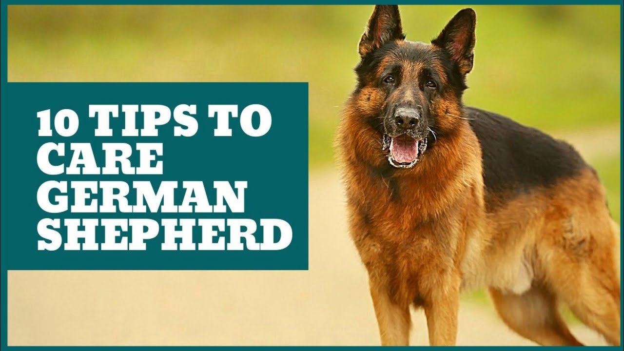 How to take care German Shepherd Tamil
