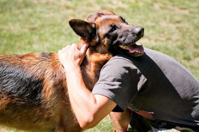 how to take care of a german shepherd 9 steps with pictures
