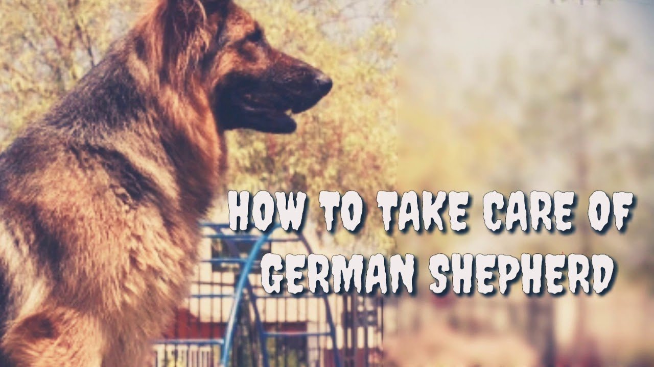 How to take care of German shepherd with tips and tricks ...