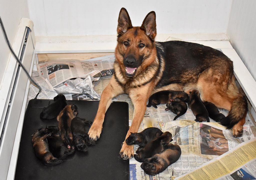 How to Take Care of Newborn German Shepherd Puppies and Mother