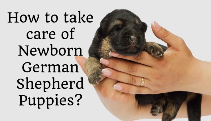 How To Take Care Of Newborn German Shepherd Puppies ...