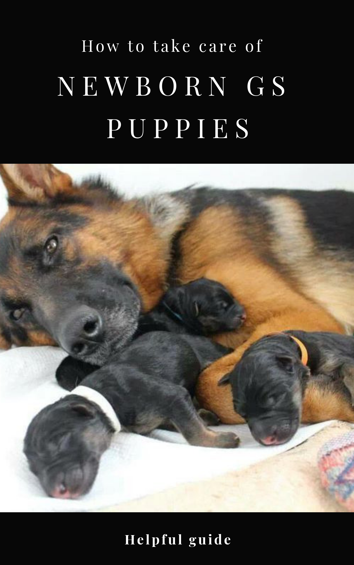 How to Take Care of Newborn German Shepherd Puppies ...