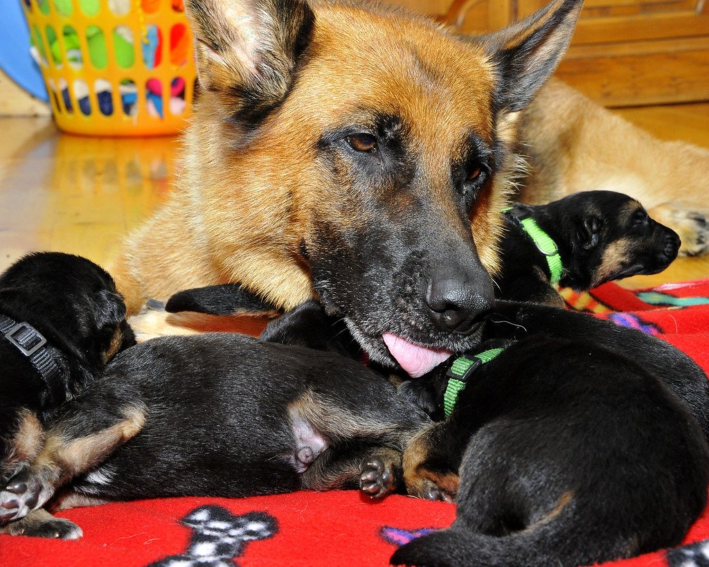 How To Take Care Of Your German Shepherd Puppy!  A Home ...