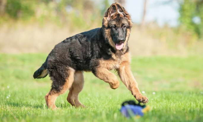 How to Train a Female German Shepherd Puppy