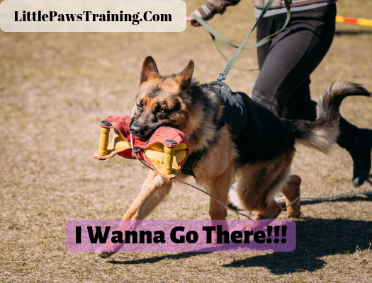 How to Train a German Shepherd Dog To Heel