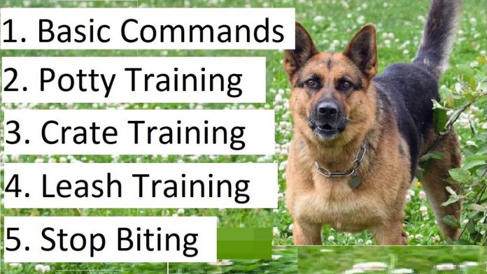 how to train a german shepherd puppy a detailed video on