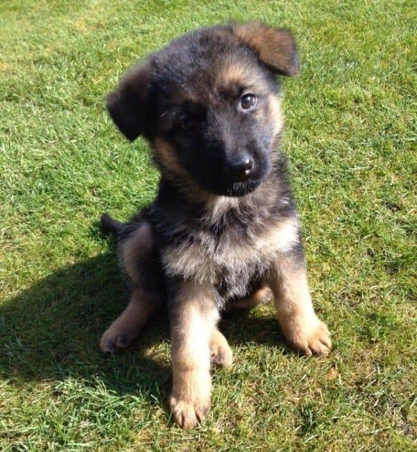 How to Train a German Shepherd Puppy: Step