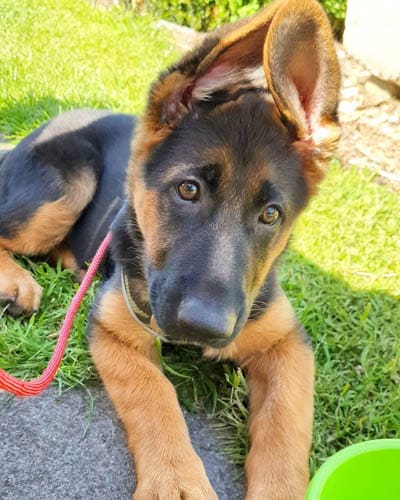 How to Train a German Shepherd Puppy to be a Guard Dog