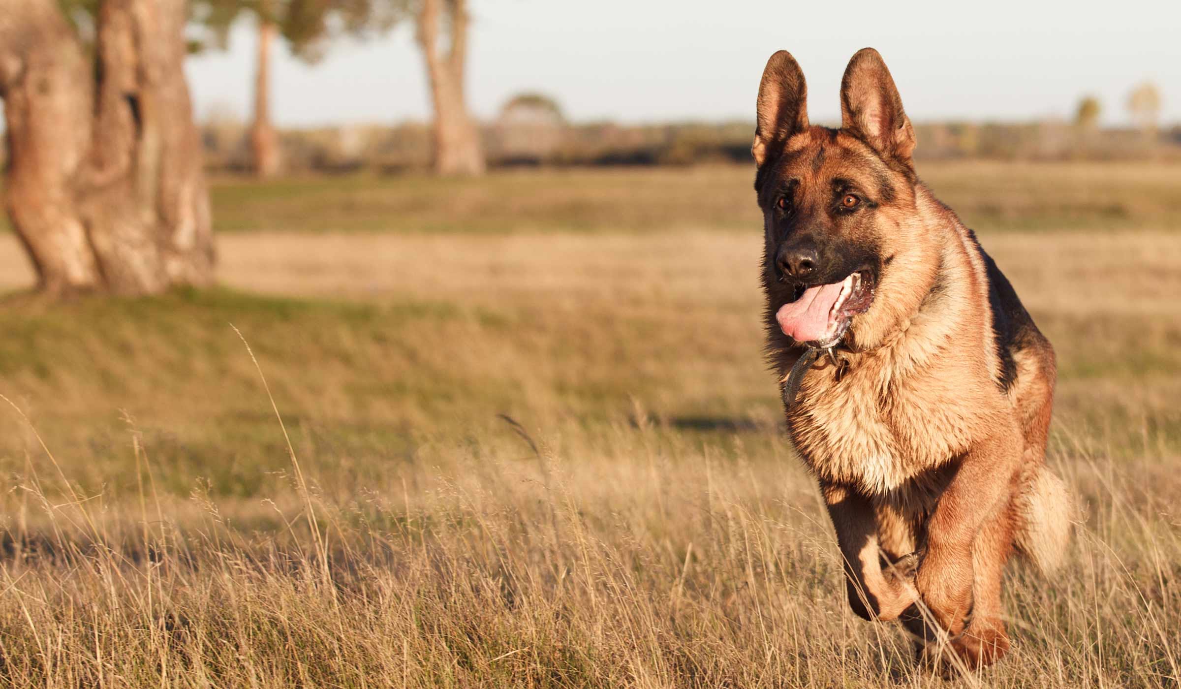 How to Train a German Shepherd Recall