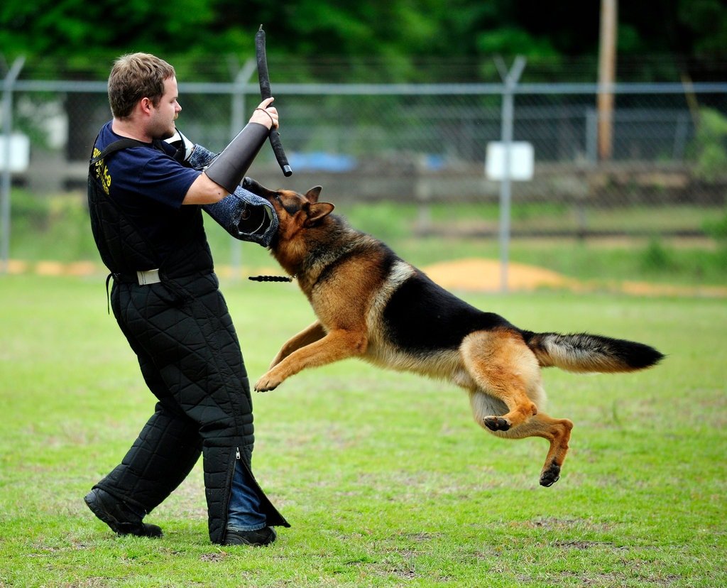 How To Train A German Shepherd To Attack: 7 Essential Tips ...