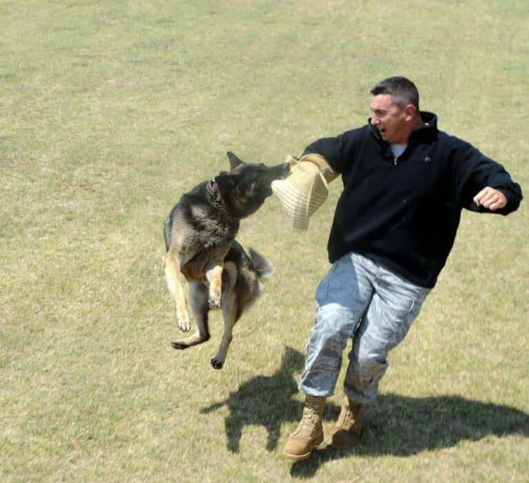 How To Train A German Shepherd To Attack In 7 Steps ...