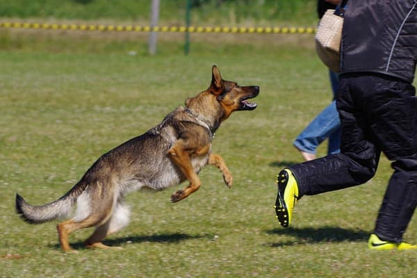How to Train a German Shepherd to Attack: Learn the Basics ...