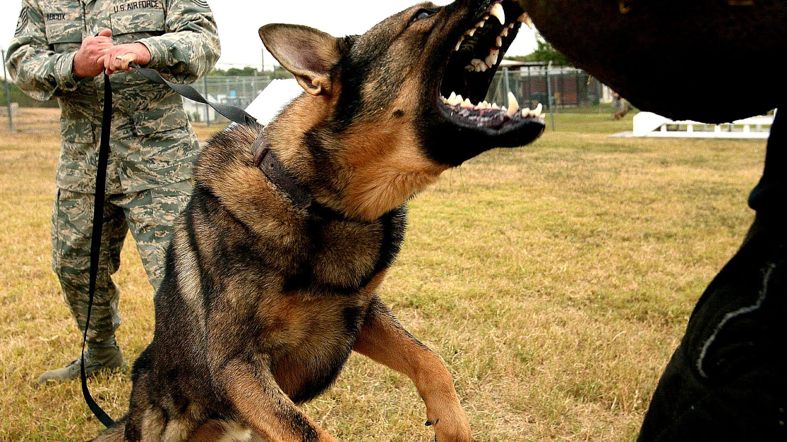 How to train a German Shepherd to attack on command