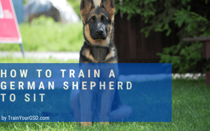 How to Train a German Shepherd to Sit in 4 Steps