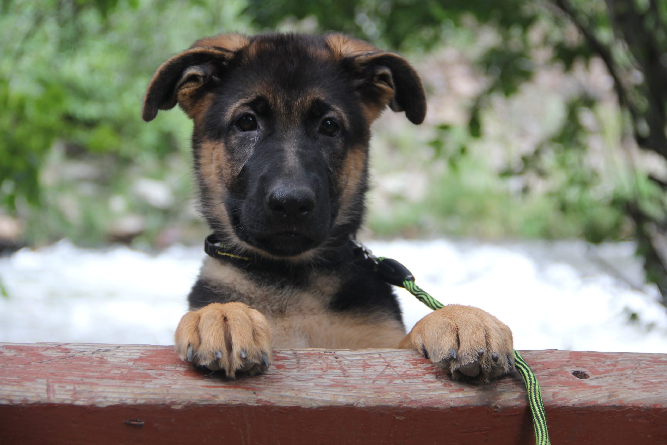 How to train an adorable German Shepherd Husky Puppy