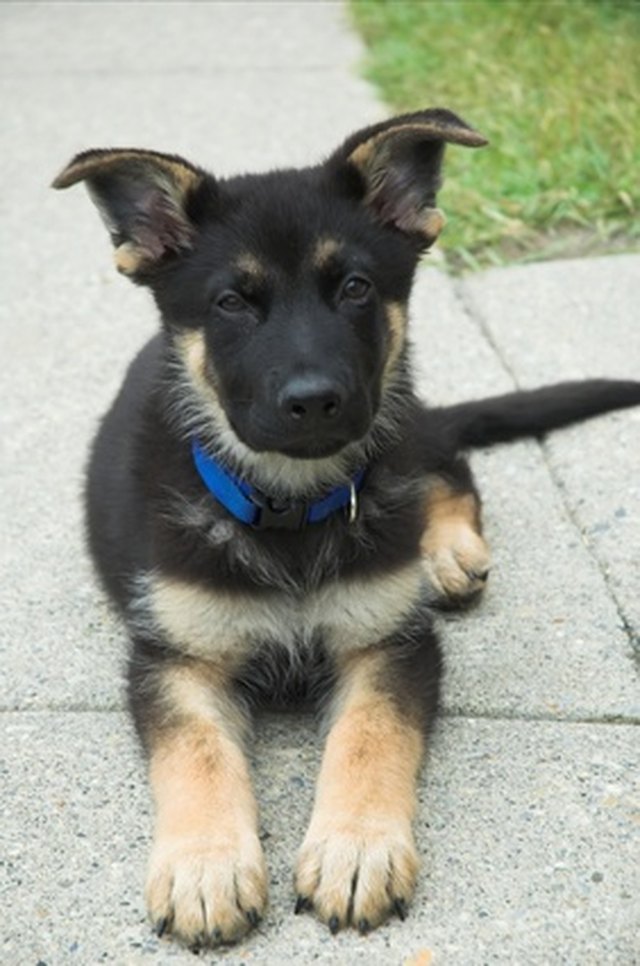 How to Train German Shepherd Puppy