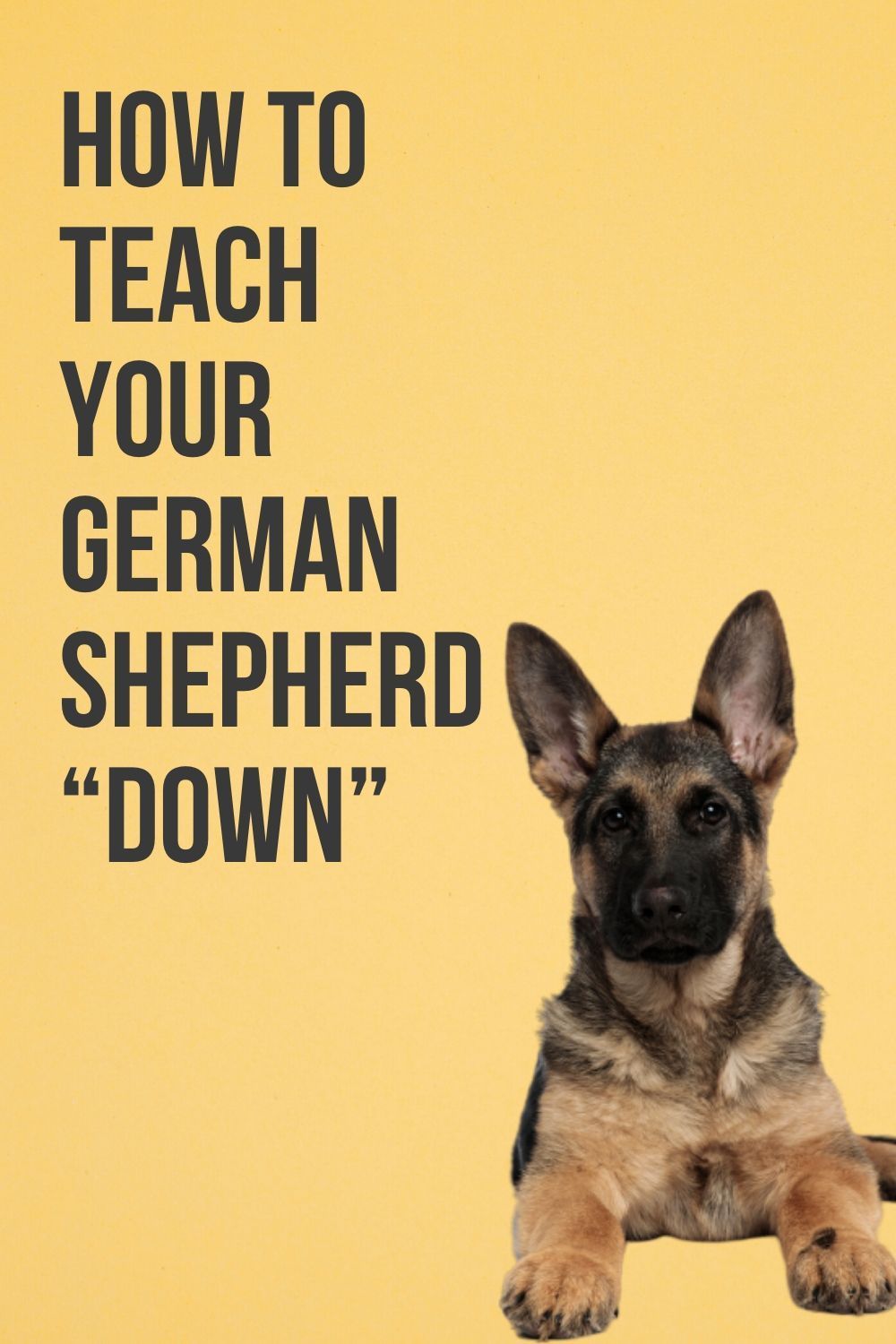 How To Train Your German Shepherd "Down"