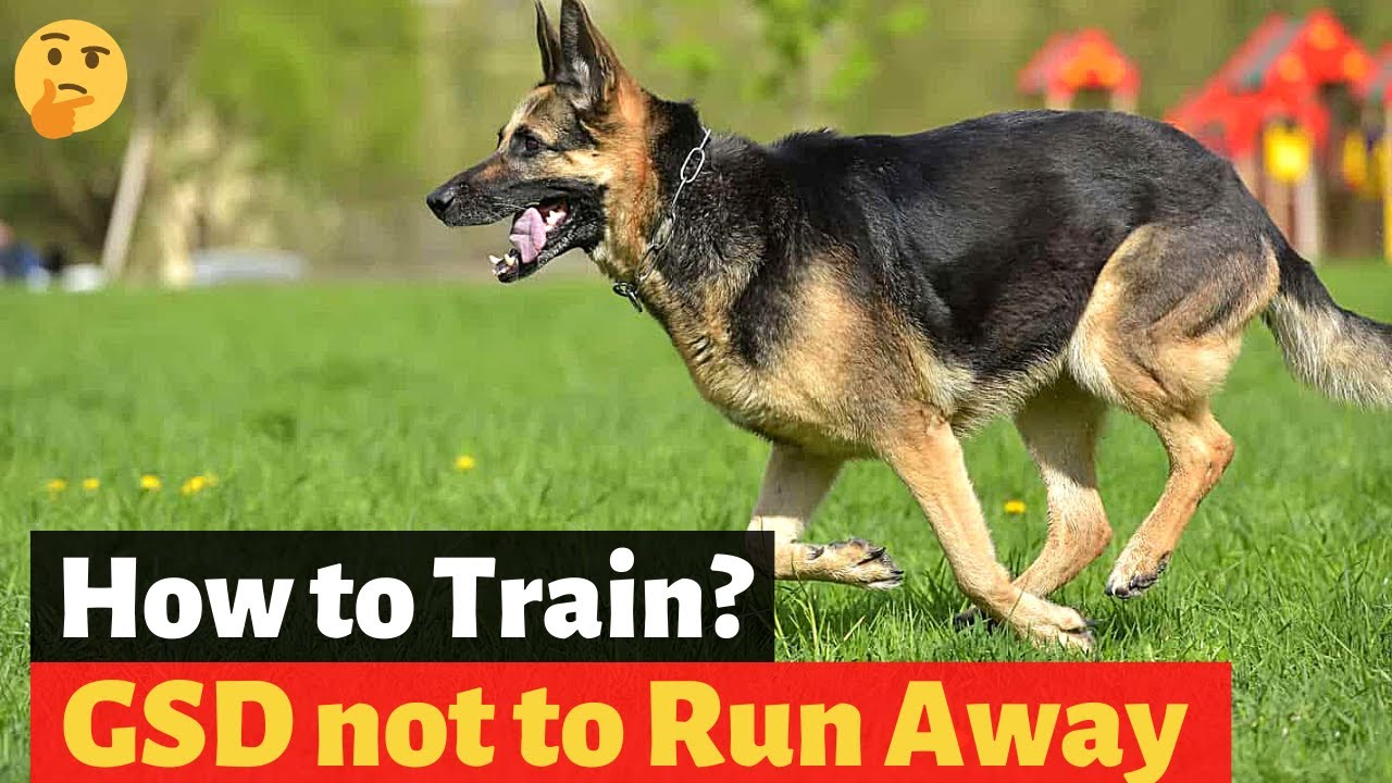 How to Train your German Shepherd not to run away?