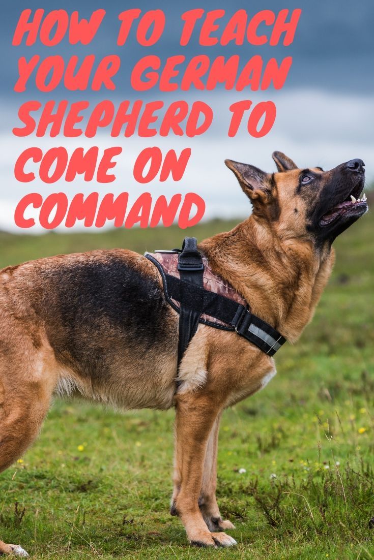 How To Train Your German Shepherd To Come On Command ...
