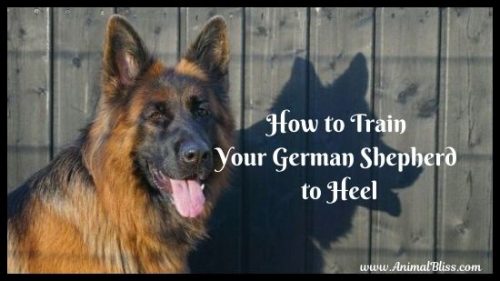 How to Train Your German Shepherd to Heel