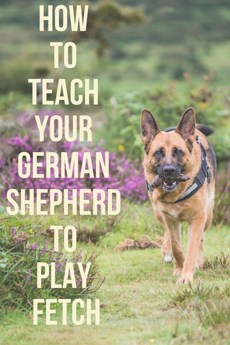 How To Train Your German Shepherd To Play Fetch