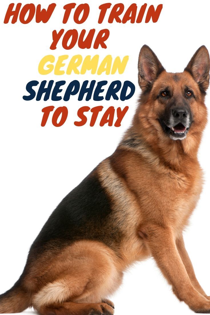How To Train Your German Shepherd To Stay