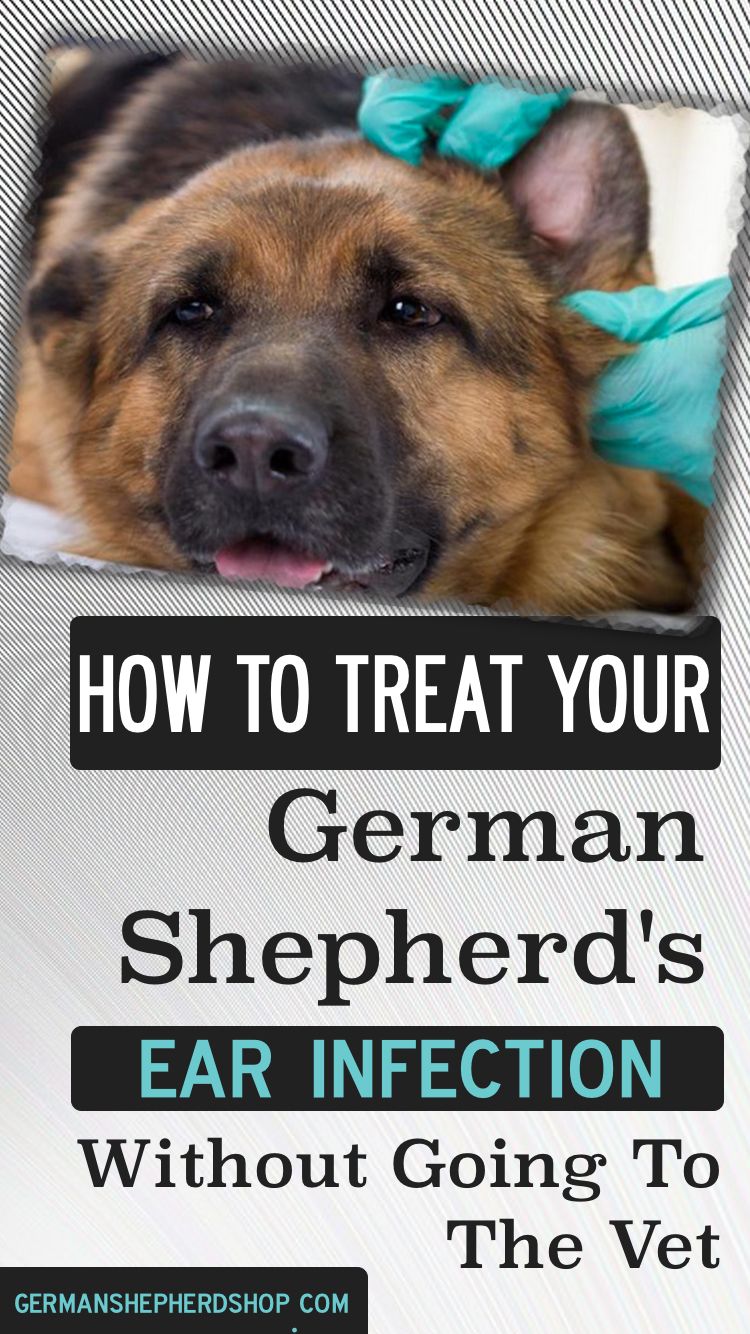How To Treat Your German Shepherd