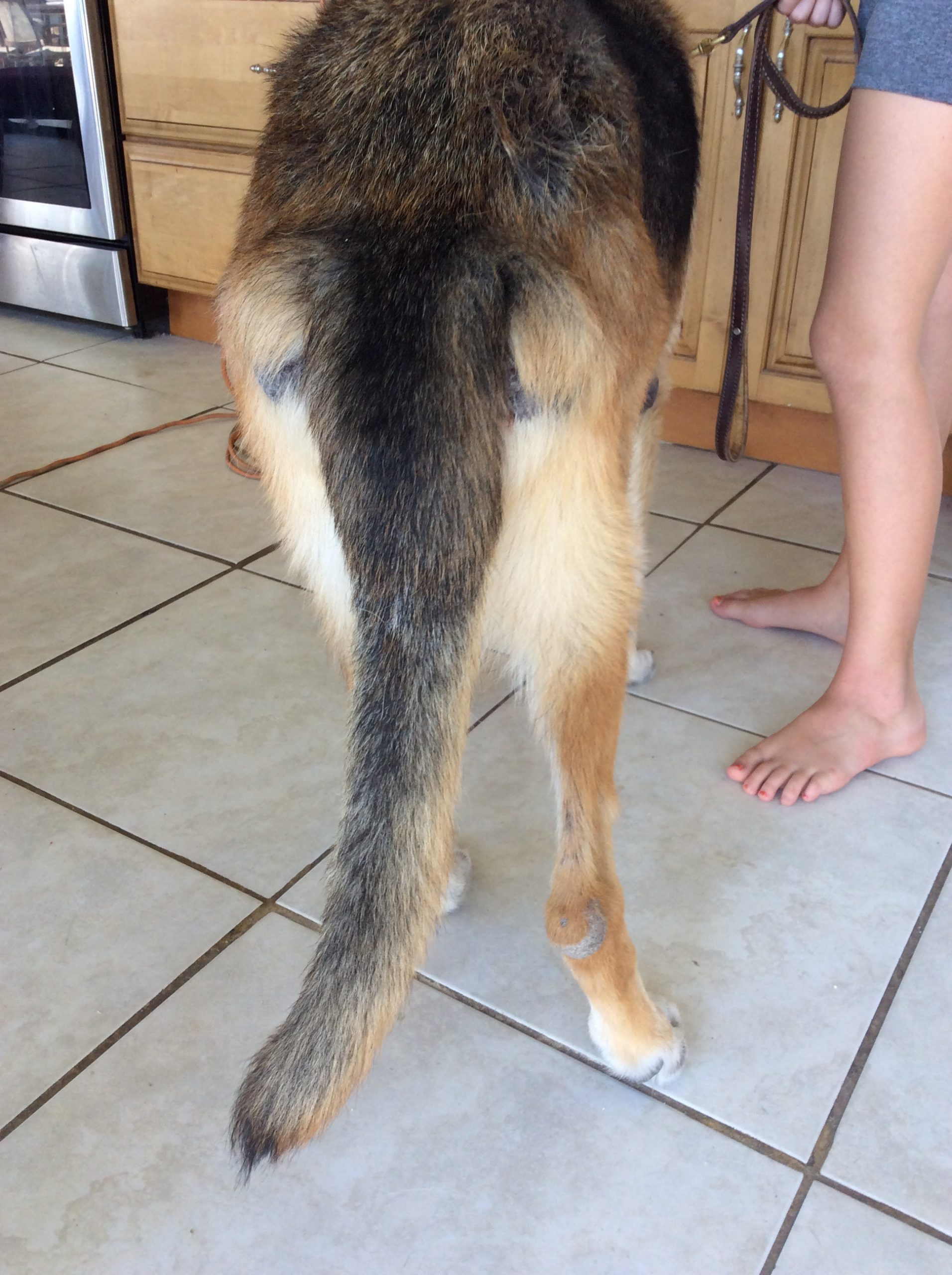 I have a German shepherd with skin problems. I live in Florida, and it ...